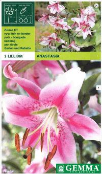 Lillium Anastasia